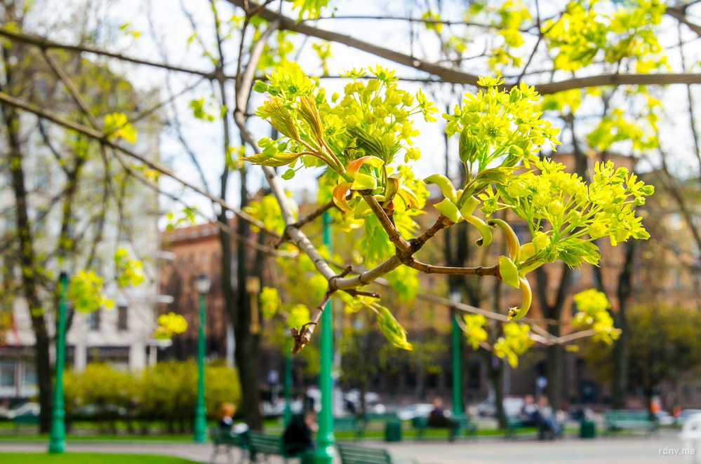 Весна в Минске