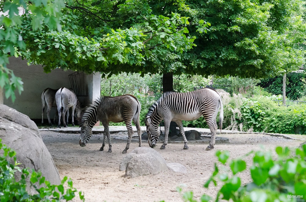 Берлинский зоопарк