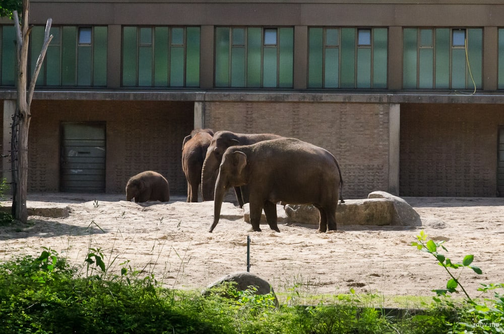 Берлинский зоопарк